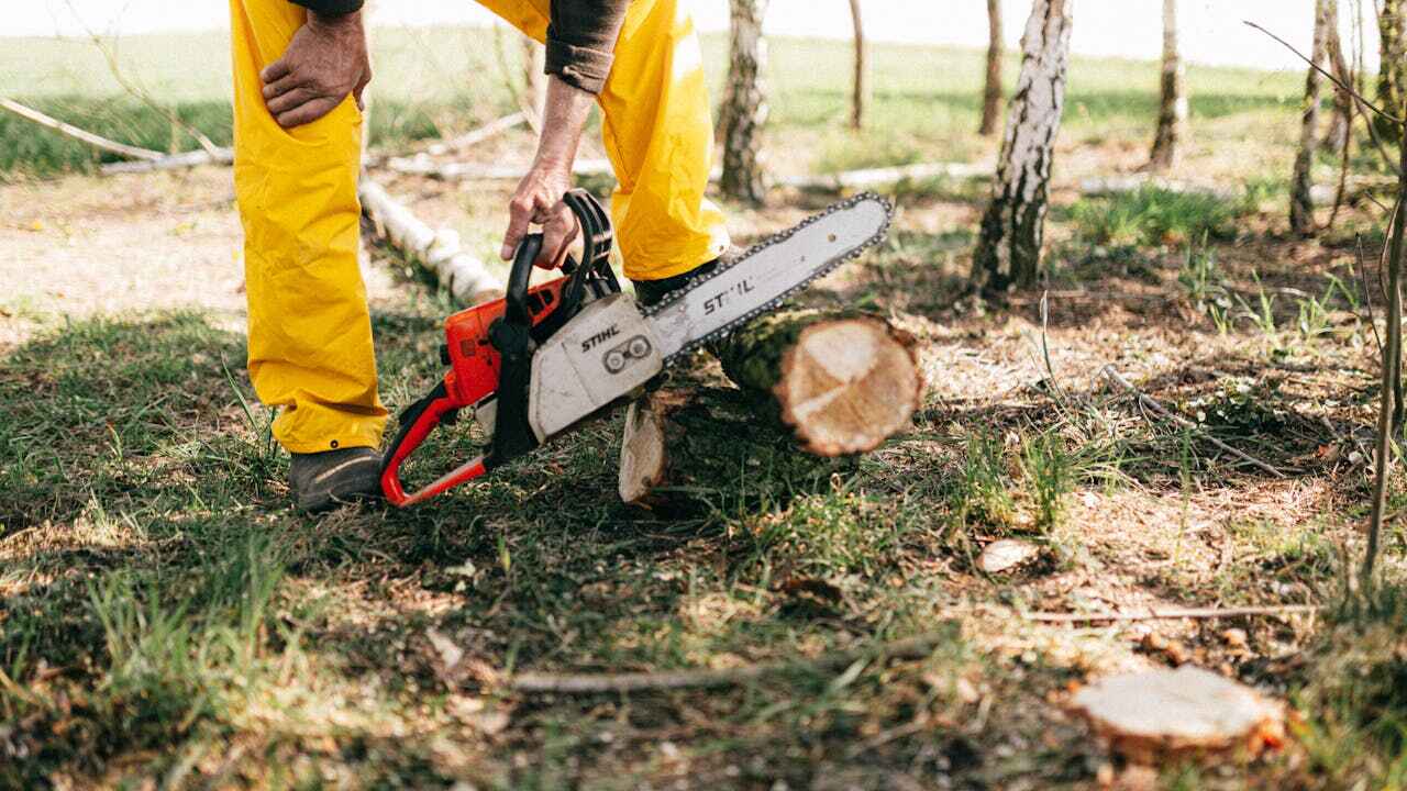 Best Tree Removal Near Me  in Crestview, FL